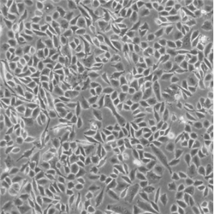 C3HAn小鼠结缔组织细胞（L929-TK-）LTK-