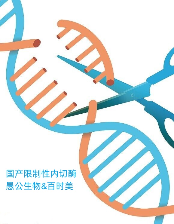 限制性內(nèi)切酶,restriction enzyme