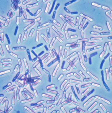 死亡谷芽孢杆菌,Bacillus Vallismortis