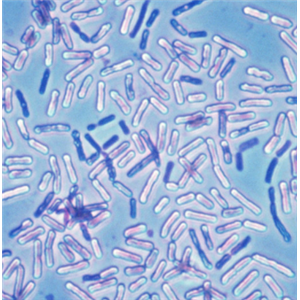 死亡谷芽孢杆菌,Bacillus Vallismortis