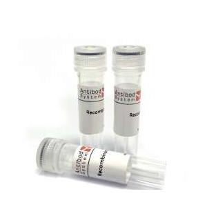 InVivoMAb Anti-SARS-CoV-2 RBD (JN.1) Neutralizing Antibody (Iv0221) (VVV00311),InVivoMAb Anti-SARS-CoV-2 RBD (JN.1) Neutralizing Antibody (Iv0221) (VVV00311)