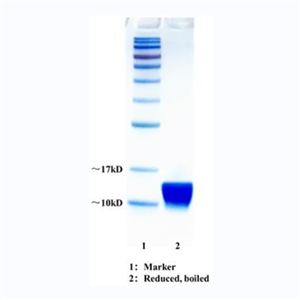 NebuSelect? 重组链霉亲和素（Streptavidin）>98%，无内毒素