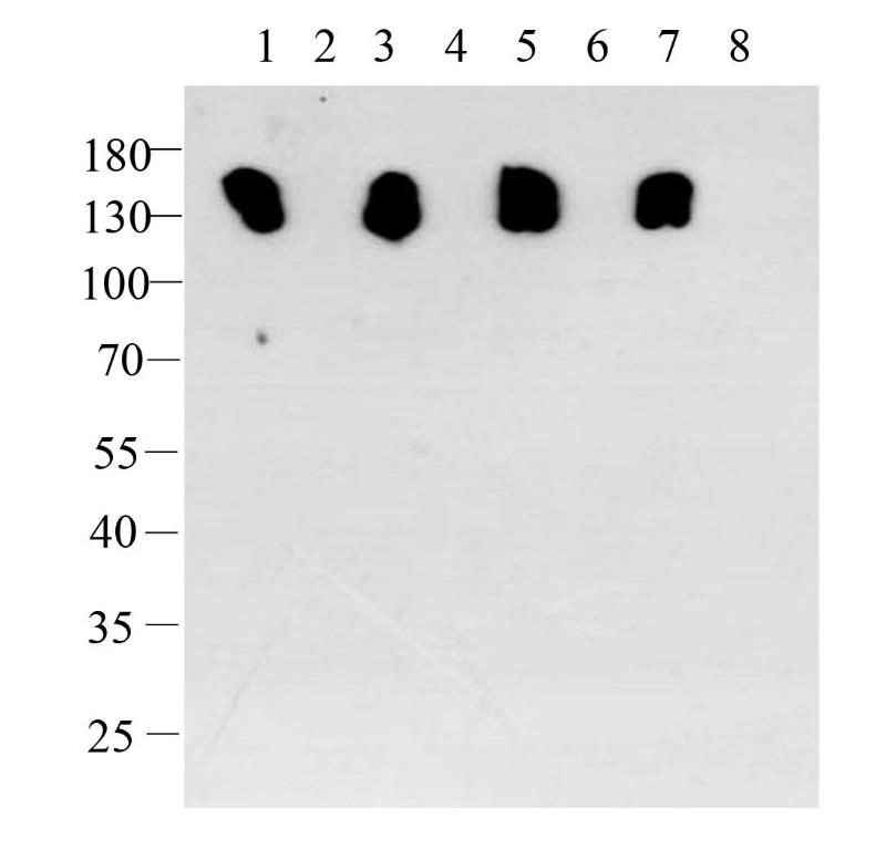 维百奥生物授权代理（AlpVHH?）全系列抗体产品