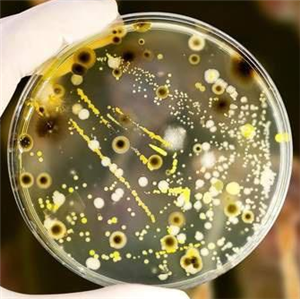 海藤黄色单胞菌