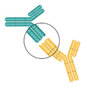 Neuropilin-1蛋白,Neuropilin-1