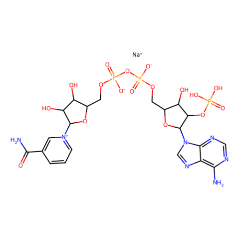 β-煙酰胺腺嘌呤二核苷酸磷酸鈉鹽(NADP),β-Nicotinamide adenine dinucleotide phosphate sodium salt hydrate(NADP)