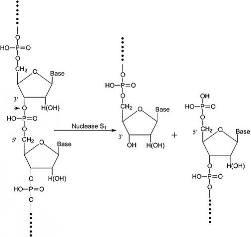 核酸酶S1 來源于米曲霉,Nuclease S1 from Aspergillus oryzae