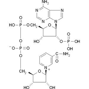 β-烟酰胺腺嘌呤二核苷酸磷酸(NADP)水合物,β-Nicotinamide adenine dinucleotide phosphate hydrate