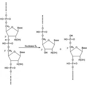 aladdin 阿拉丁 N128634 核酸酶S1 来源于米曲霉 37288-25-8 ≥100,000-500,000 units/ml