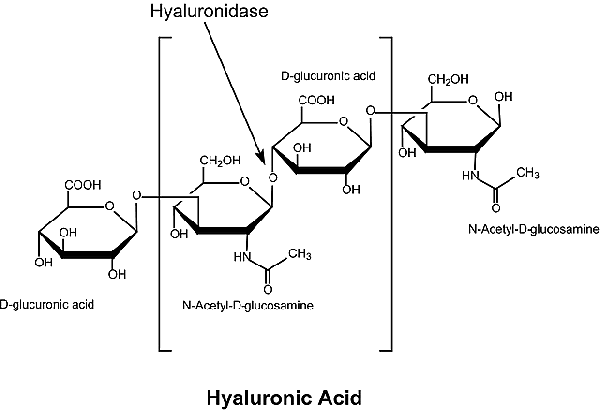 透明质酸酶,Hyaluronidase