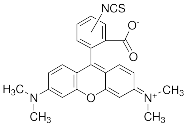 四甲基罗丹明-5(6)-异硫氰酸酯,5(6)-Tetramethylrhodamine isothiocyanate