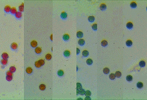 Aladdin彩色单分散聚苯乙烯微球,Uniform Polystyrene Microspheres