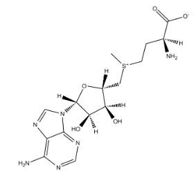 S-腺苷蛋氨酸,S-Adenosyl-L-methionine