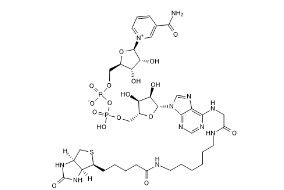 生物素-NAD +,Biotin-NAD+