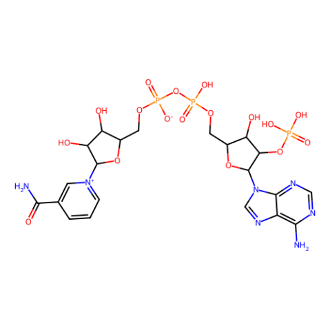 β-烟酰胺腺嘌呤二核苷酸磷酸(NADP)水合物,β-Nicotinamide adenine dinucleotide phosphate hydrate