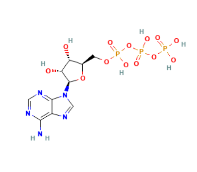 5'-三磷酸腺苷,Adenosine triphosphate