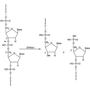 aladdin 阿拉丁 D106200 DNA酶I 来源于牛胰腺 9003-98-9 ≥2,000 Kunitz units/mg protein