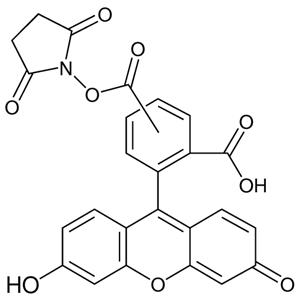 aladdin 阿拉丁 C107884 5(6)-羧基荧光素琥珀酰亚胺酯 117548-22-8 96%,异构体混合物