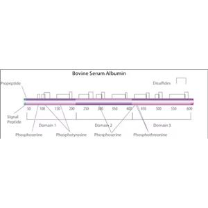 牛血清白蛋白(BSA),Bovine Serum Albumin(BSA)