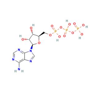 aladdin 阿拉丁 A265857 5'-三磷酸腺苷 56-65-5 95%
