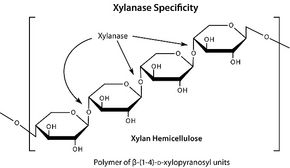 半纖維素酶 來源于黑曲霉,Hemicellulase from Aspergillus niger