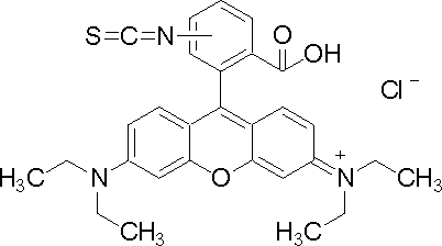 异硫氰酸罗丹明B,Rhodamine B isothiocyanate