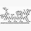 PACAP(6-38)，人，绵羊，大鼠,Pituitary adenylate cyclase activating polypeptide-38(PACAP-38)