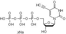 5-乙炔基-dUTP（5-EdUTP）（水溶液）,5-Ethynyl-dUTP (5-EdUTP) (aqueous solution)