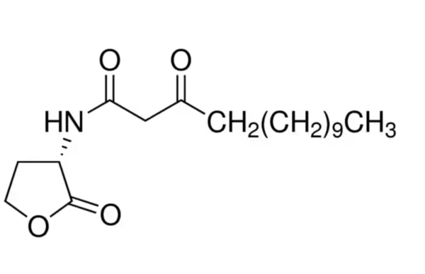 N-(3-氧十四烷酰基)-L-高絲氨酸內(nèi)酯,N-(3-Oxotetradecanoyl)-L-homoserine lactone