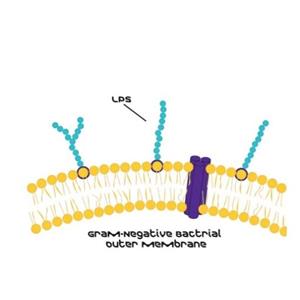 aladdin 阿拉丁 L386714 脂多糖 来源于大肠杆菌 055:B5 93572-42-0 purified by trichloroacetic acid extraction