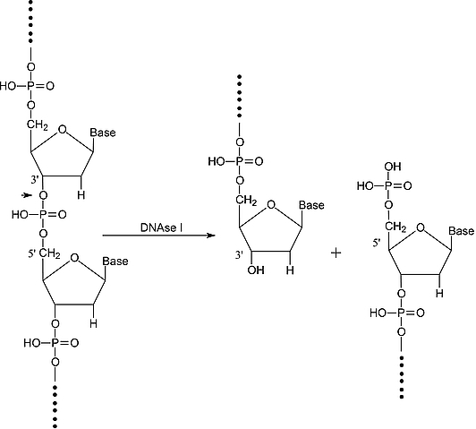 DNA酶I 来源于牛胰腺,DNAase