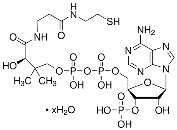 辅酶A水合物(游离酸),Coenzyme A hydrate (free acid)