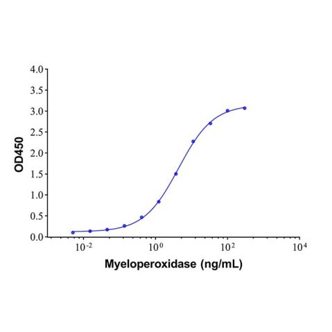 Myeloperoxidase Mouse mAb,Myeloperoxidase Mouse mAb