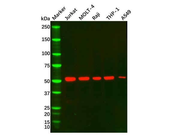 CD5 Mouse mAb,CD5 Mouse mAb