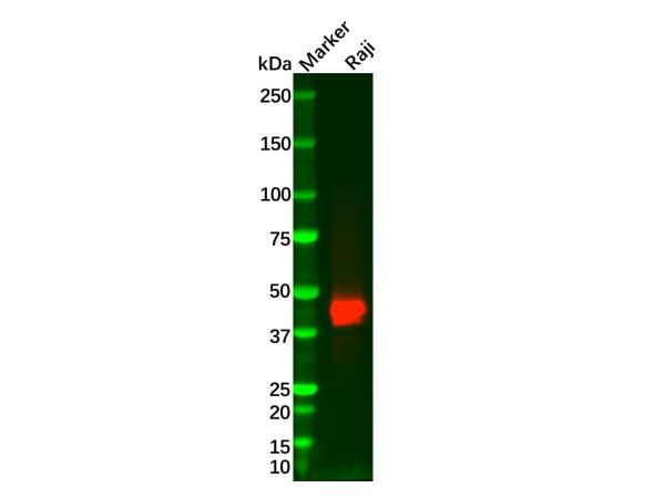 CD23 Mouse mAb,CD23 Mouse mAb