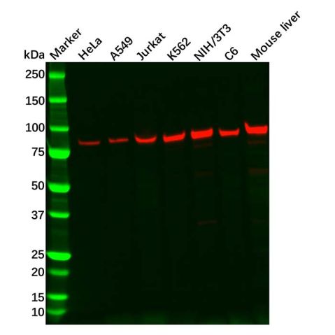 Recombinant Aconitase 2 Antibody,Recombinant Aconitase 2 Antibody