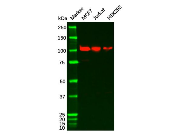 NOTCH1 Antibody,NOTCH1 Antibody