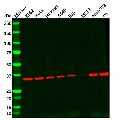 Recombinant Adenosine A1 Receptor Antibody,Recombinant Adenosine A1 Receptor Antibody