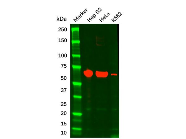 Albumin Mouse mAb,Albumin Mouse mAb