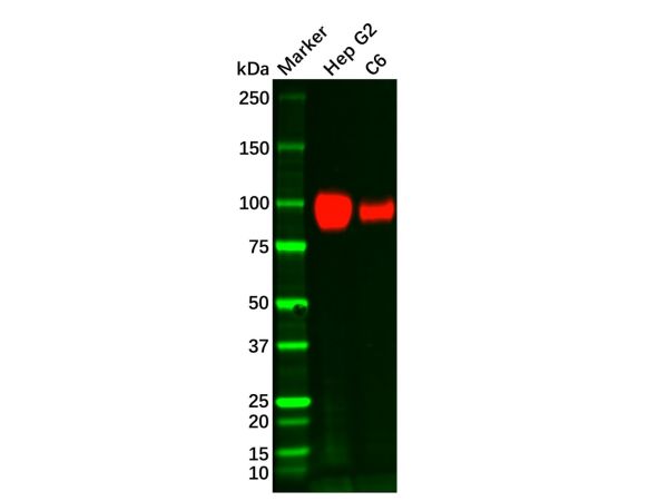 ATP1A1 Mouse mAb,ATP1A1 Mouse mAb