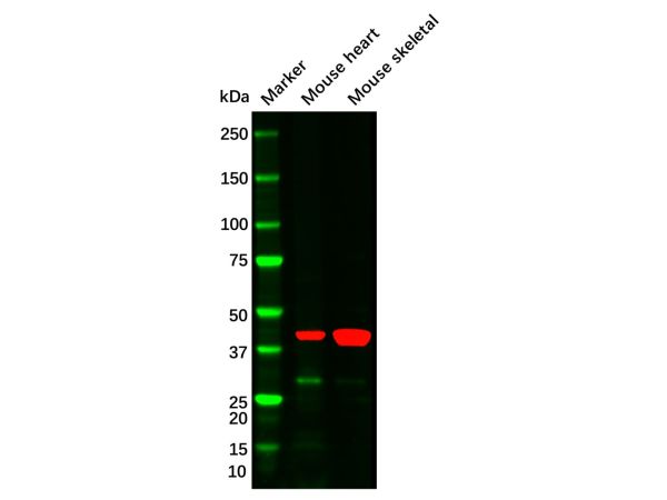 alpha-Smooth Muscle Actin Mouse mAb,alpha-Smooth Muscle Actin Mouse mAb