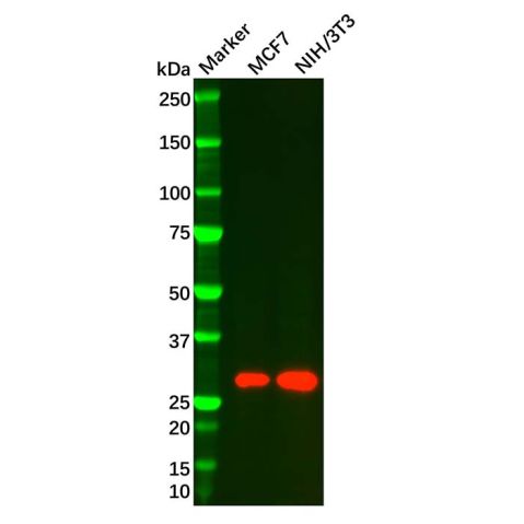 Amphiregulin Mouse mAb,Amphiregulin Mouse mAb