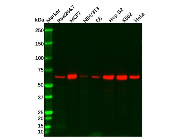 Recombinant AMPK alpha 1 Antibody,Recombinant AMPK alpha 1 Antibody