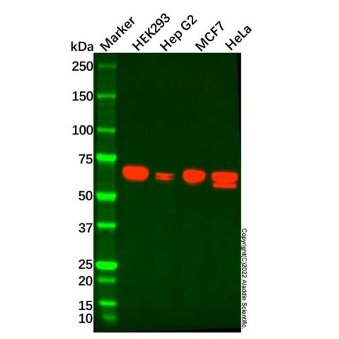 AMPK alpha 2 Mouse mAb,AMPK alpha 2 Mouse mAb