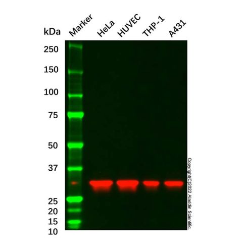 ANXA5 Mouse mAb,ANXA5 Mouse mAb