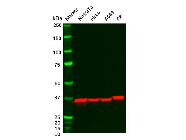 Recombinant ANXA2 Antibody,Recombinant ANXA2 Antibody