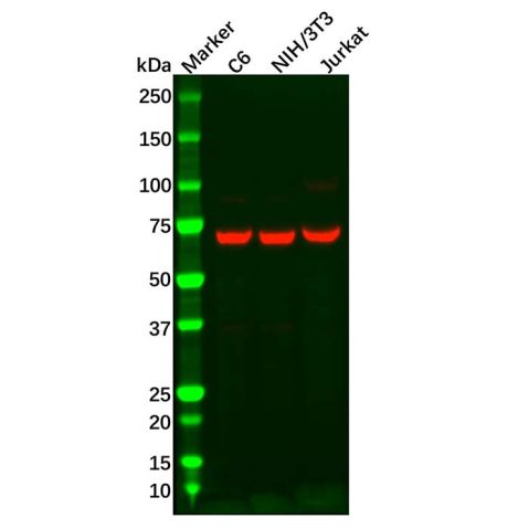 Recombinant Annexin-6/ANXA6 Antibody,Recombinant Annexin-6/ANXA6 Antibody