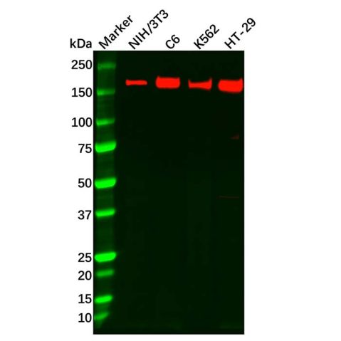 Recombinant APC Antibody,Recombinant APC Antibody