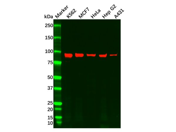 Recombinant Argonaute-2 Antibody,Recombinant Argonaute-2 Antibody