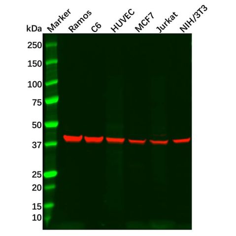 Recombinant Arp2 Antibody,Recombinant Arp2 Antibody